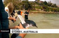 بازگرداندن پنگوئن‌های کوچک استرالیایی به دریا