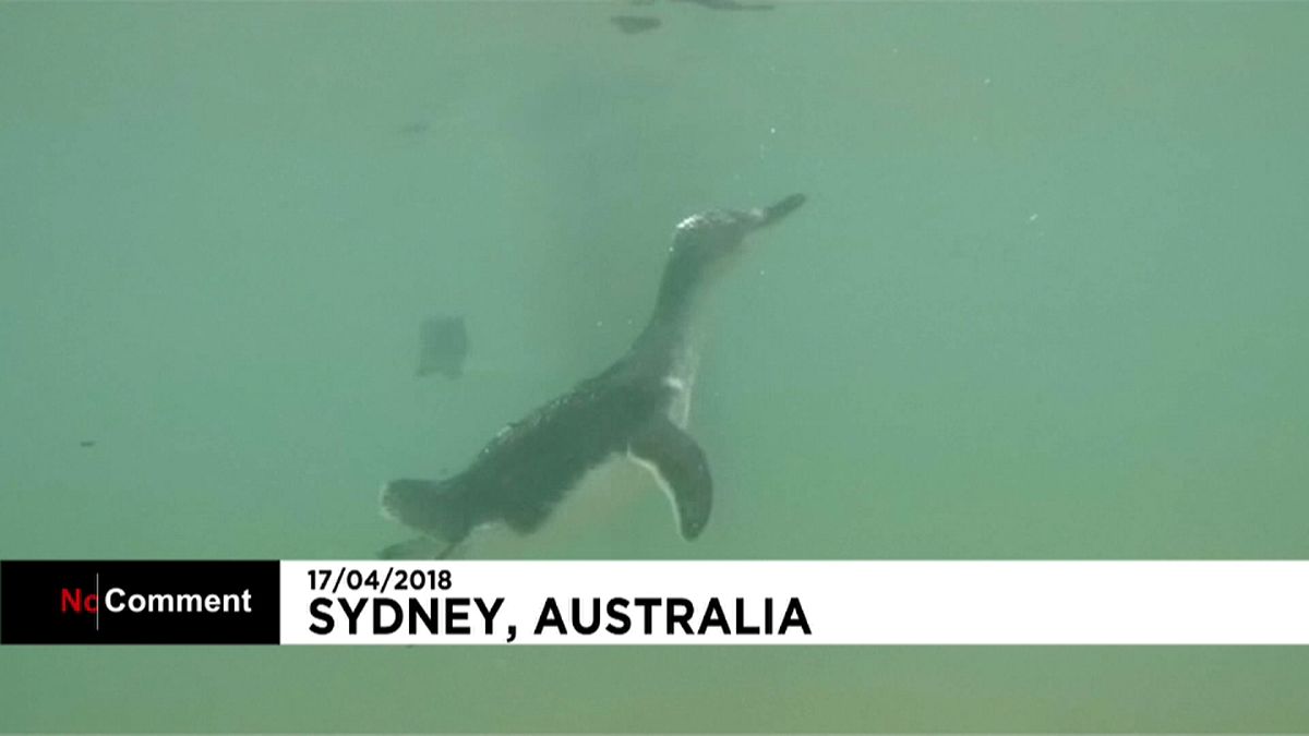 penguins go back into the wild in Australia