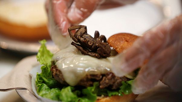 ¿Barritas con polvo de grillo o gusanos búfalo con chili picantes? ¿Barritas con polvo de grillo o gusanos búfalo con chili picantes?