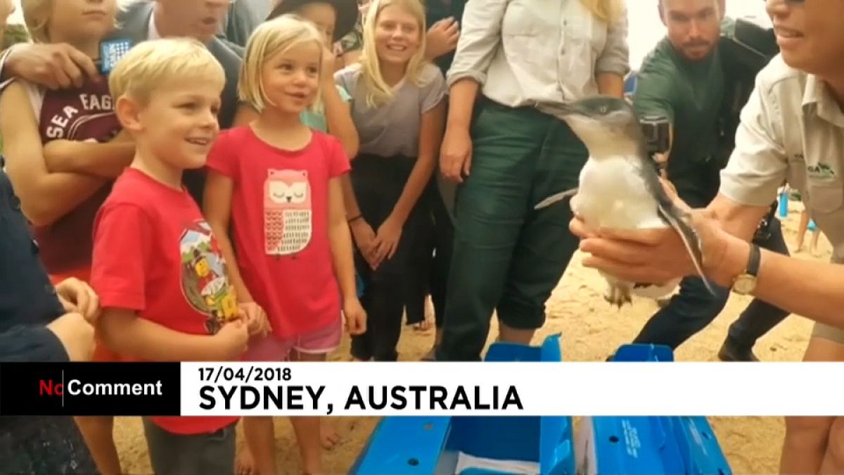 Le zoo australien relâche cinq pingouins