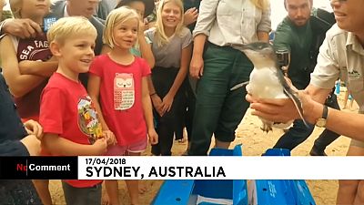 Le zoo australien relâche cinq pingouins
