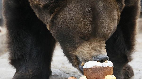 "Unmenschlich und realitätsfern": Bär eröffnet Fußballspiel in Russland "Unmenschlich und realitätsfern": Bär eröffnet Fußballspiel in Russland