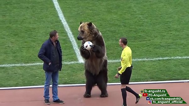 Медведь на футбольном поле Медведь на футбольном поле