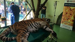 Saját sejtjeivel gyógyítják Igort, a tigrist Szegeden