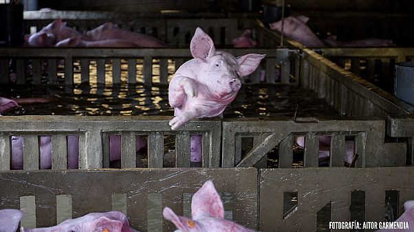 Trapped farm animals die in Spanish floods Trapped farm animals die in Spanish floods