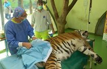 Клеточная терапия для тигра Игоря
