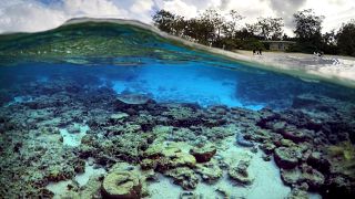 Grande Barrière de corail : une hécatombe "catastrophique"