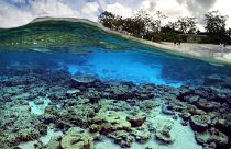 Megfőnek a Nagy-korallzátony koralljai