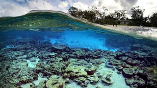Megfőnek a Nagy-korallzátony koralljai 