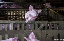 ¿Se pudo rescatar a los cerdos atrapados por las inundaciones del Ebro?