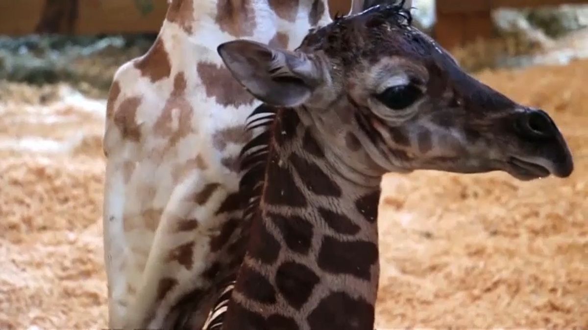 Giraffe "Taj" wird 1 Jahr alt