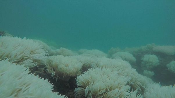 Bleached reef in Australia Bleached reef in Australia