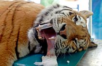 Hungary: Siberian tiger receives stem-cell surgery for joint pain