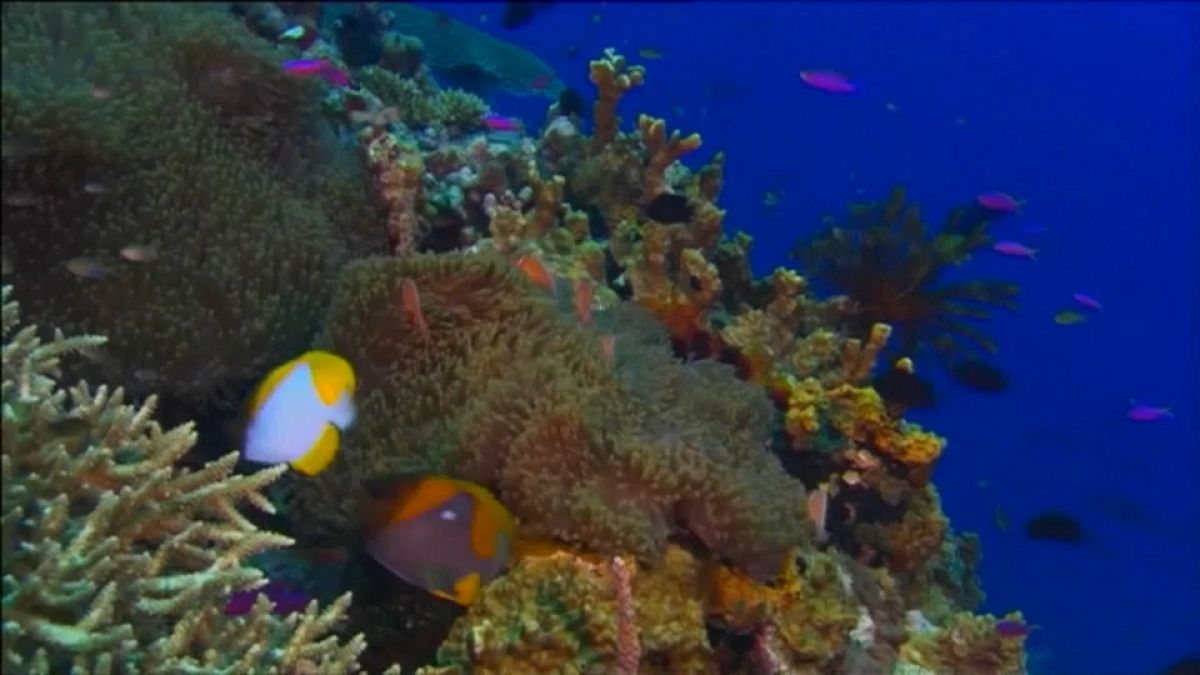  Parte dos corais da Grande Barreira de Coral australiana desapareceu