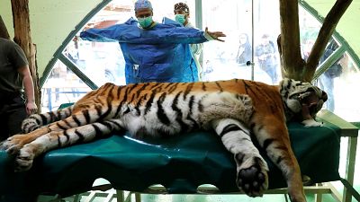 Igor, le tigre opéré pour ses douleurs articulaires