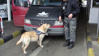 Rumänien plant Rente für Polizeihunde und -pferde