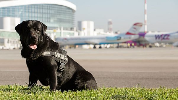 Roménia propõe ajuda financeira para cavalos e cães reformados do Estado Roménia propõe ajuda financeira para cavalos e cães reformados do Estado