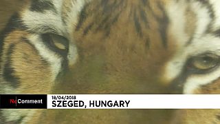 Tigre-da-sibéria operado na Hungria