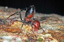 UK scientists discover new species of 'exploding ant'