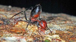 UK scientists discover new species of 'exploding ant'