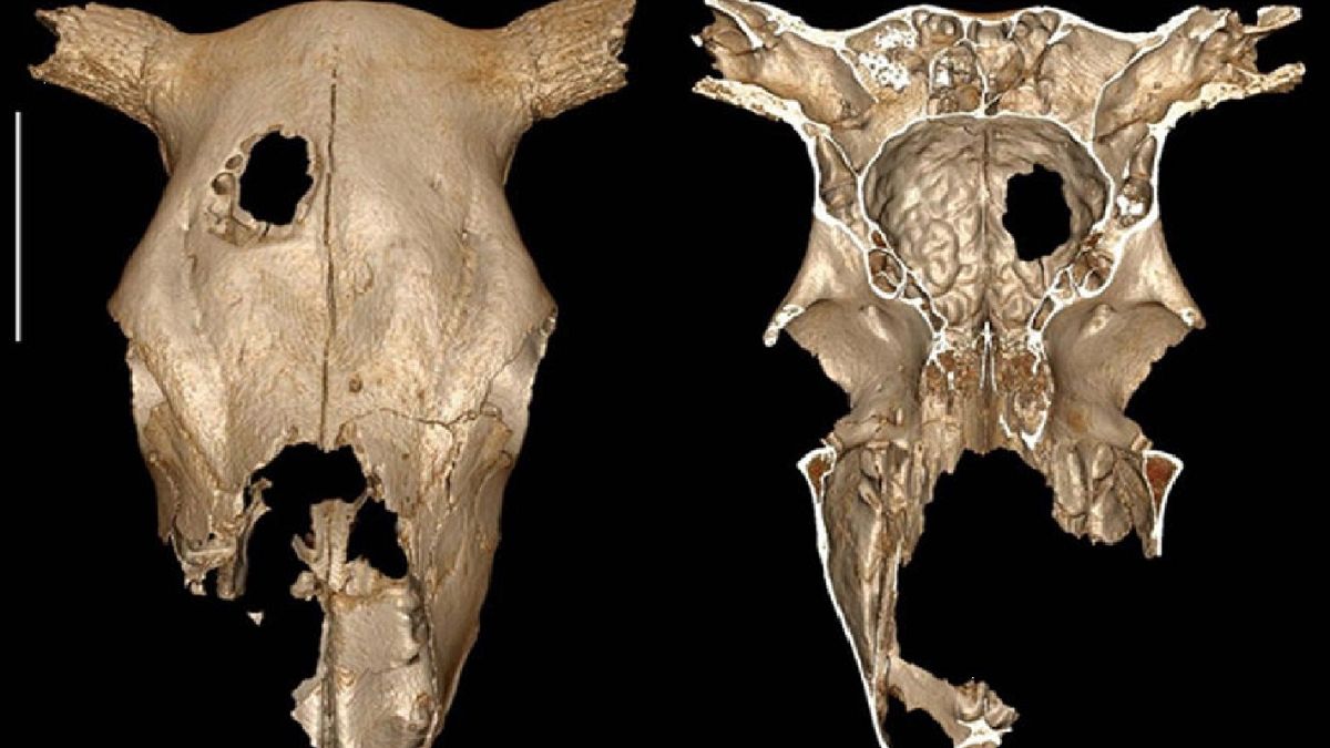الإنسان مارس جراحة عظام الجمجمة على الحيوانات قبل 5 آلاف سنة 