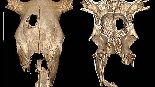 External and internal view of the cow cranium.