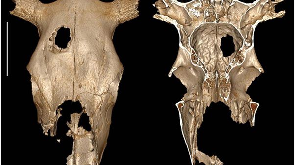 External and internal view of the cow cranium. External and internal view of the cow cranium.