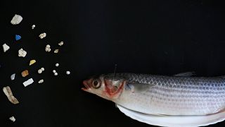 Plastic found inside a fish