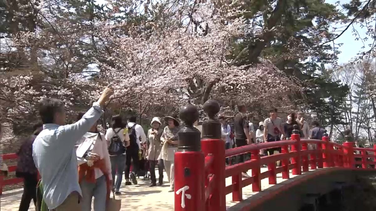 Cerejeiras continuam em flor no Japão