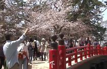 Cerejeiras continuam em flor no Japão