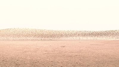 Перелетные птицы в устье реки Ялуцзян
