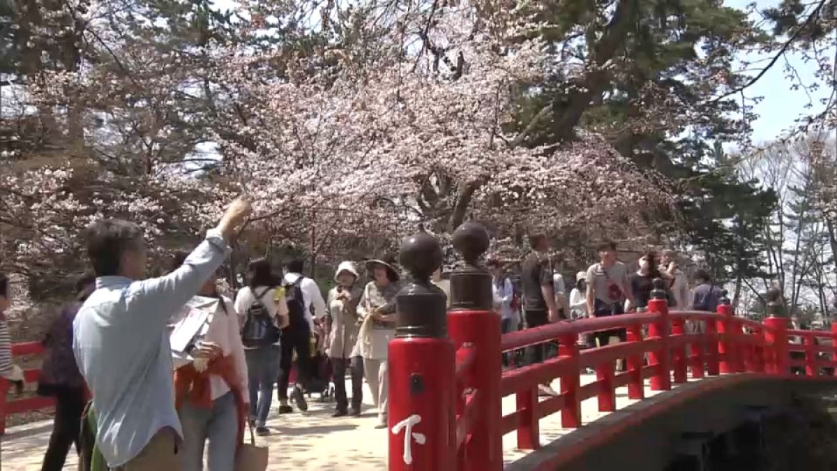Фестиваль цветущей сакуры
