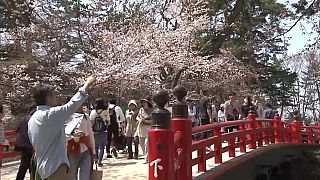 Фестиваль цветущей сакуры