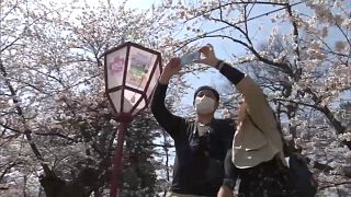 Japanischer Kirschblüten-Kult