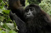 Veszélyben a kongói gorillapopuláció