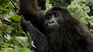 Veszélyben a kongói gorillapopuláció