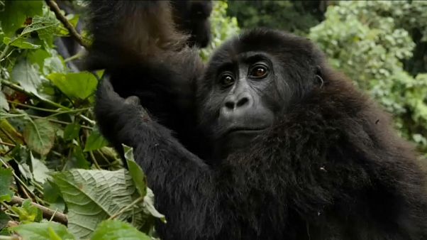 Veszélyben a kongói gorillapopuláció Veszélyben a kongói gorillapopuláció