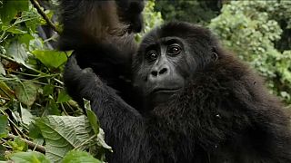 Guardas florestais arriscam a vida para salvar gorilas