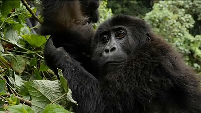 Guardas florestais arriscam a vida para salvar gorilas