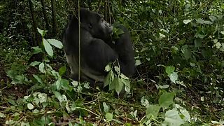 El gorila de Grauer está en peligro crítico de extinción