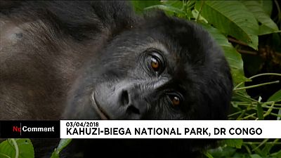 Les gorilles menacés en RDC