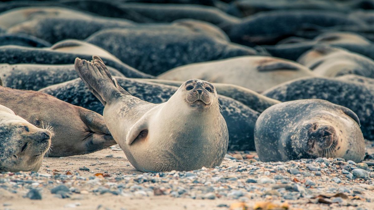 300 Robben vor deutscher Ostseeküste gesichtet: Droht eine Plage?