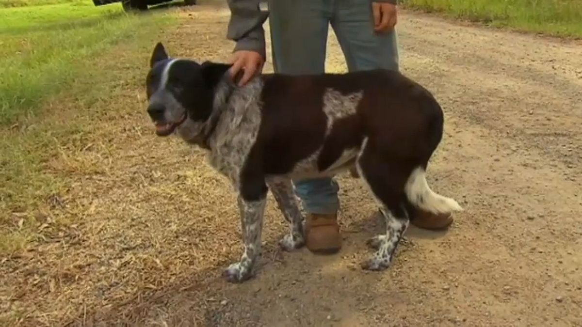 كلب أصم ونصف أعمى ينقذ طفلة بأدغال أستراليا