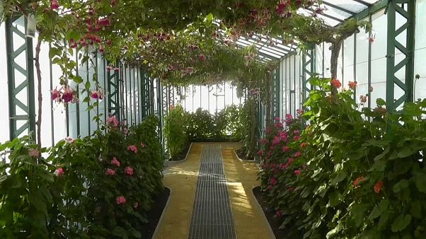 Королевские оранжереи в Лакене Королевские оранжереи в Лакене