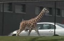 Megszökött egy kíváncsi zsiráf borjú