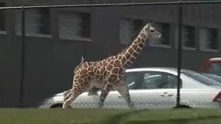 Megszökött egy kíváncsi zsiráf borjú