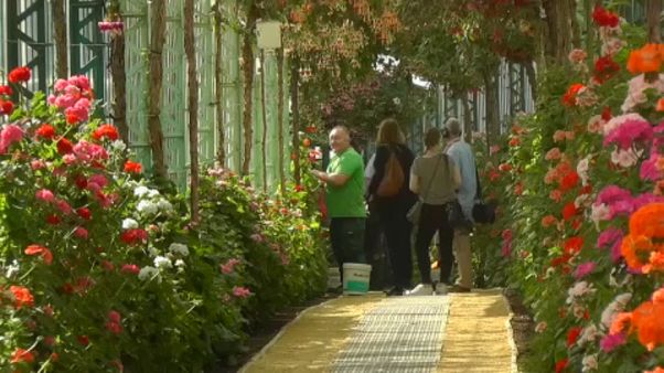 Megnyitotta kapuit a királyi üvegház Brüsszelben Megnyitotta kapuit a királyi üvegház Brüsszelben