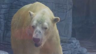 Elment a világ leghíresebb jegesmedvéje