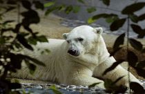 الدب القطبي إينوكا في حديقة بسنغافورة - صورة من أرشيف رويترز