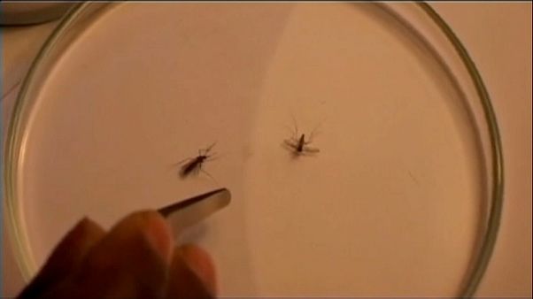 Día Mundial de la Malaria Día Mundial de la Malaria